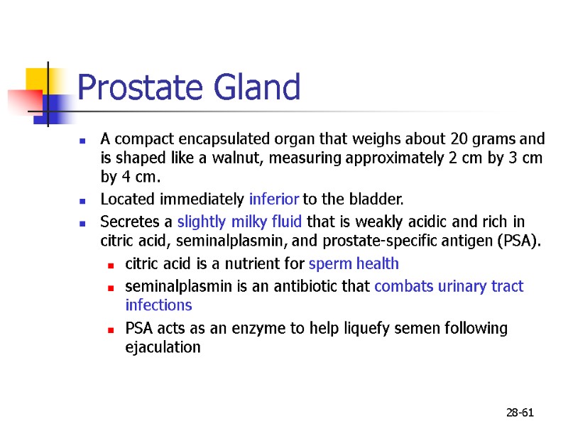 28-61 Prostate Gland  A compact encapsulated organ that weighs about 20 grams and